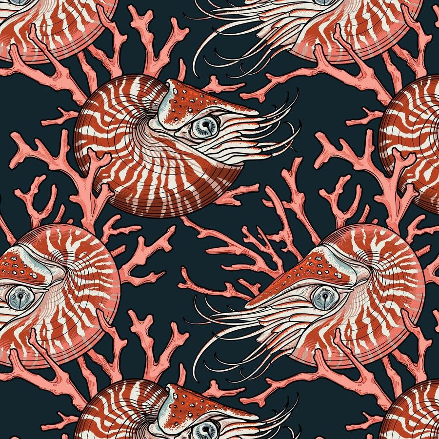 Noble Nautilis