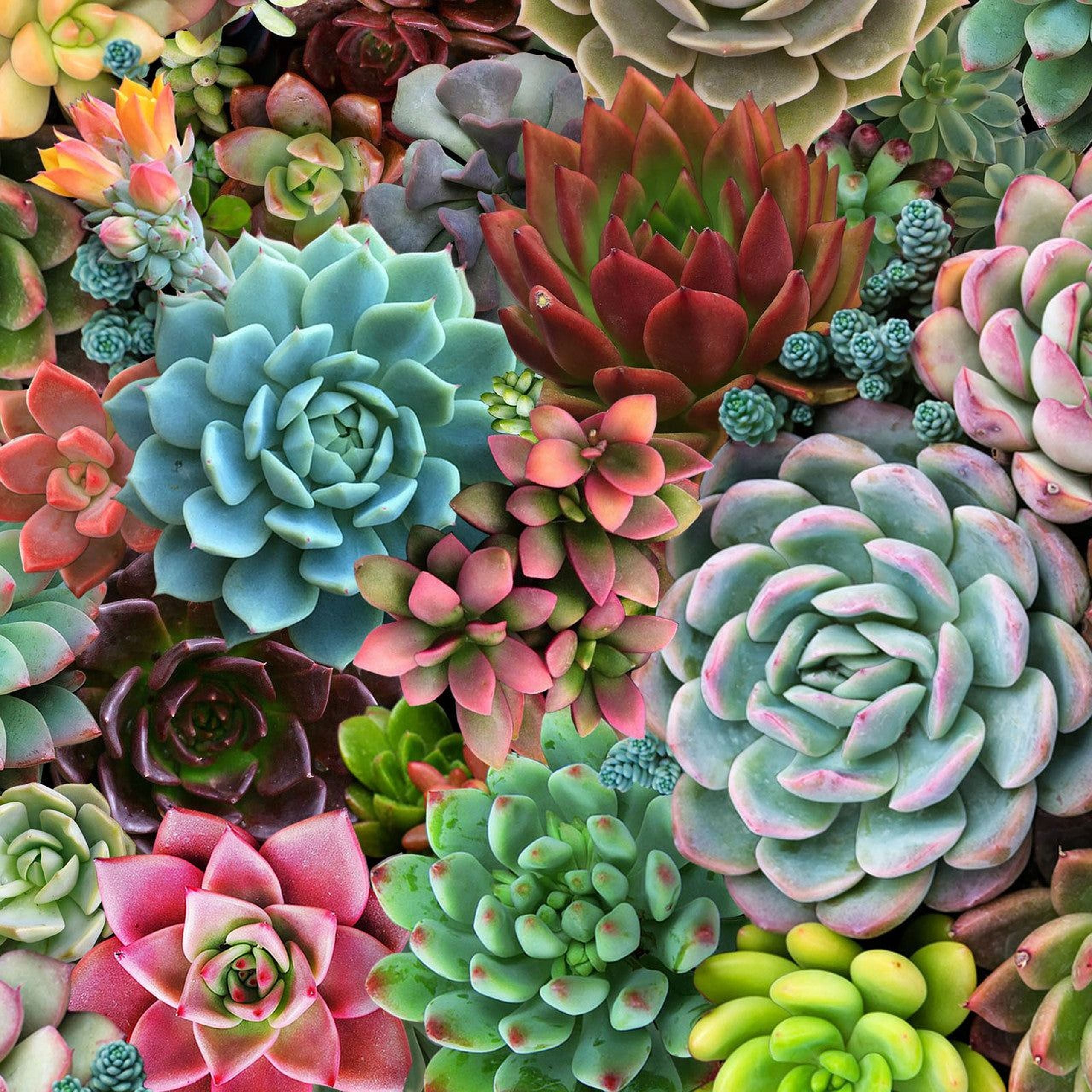 The image is a vibrant collage of various succulent plants, showcasing a diverse array of colors and textures.